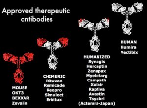 Therapeutic Antibodies