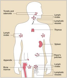 immune system