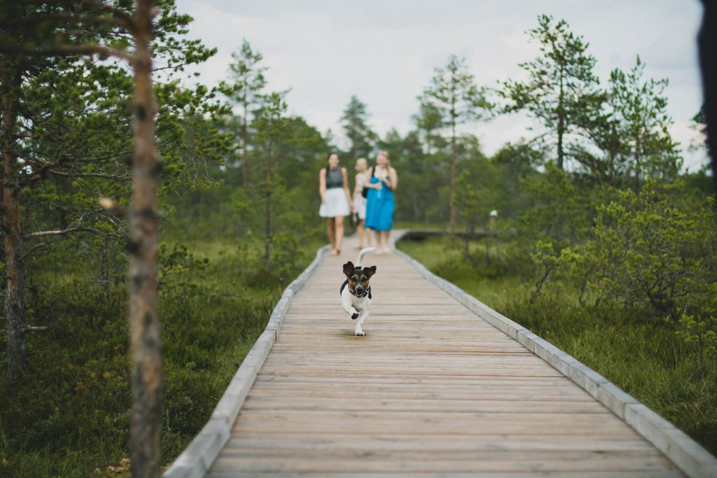 landscape-pathway-grass-blur-people-boardwalk-997038-pxhere.com